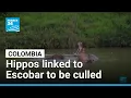 Colombia approves plan to cull roaming hippos linked to Pablo Escobar FRANCE 24 English