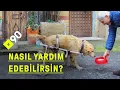 Download Lagu Sakat ve terk edilmiş bir köpeğe nasıl umut oldular?