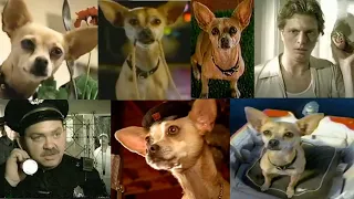 Taco Bell Chihuahua Commercials Compilation All Taco Bell Dog Ads Review
