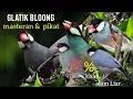 Lagu SUARA PIKAT BURUNG GELATIK BLOONG .. mp3 pikat dan masteran