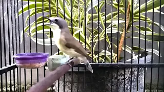 remetuk laut gacor isian kenari