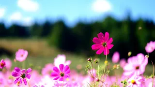 سلوى القطريب على نبع المي  سلوى القطريب على نبع المي