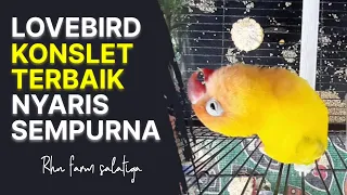 masteran lovebird konslet terbaik jalu landep rhn farm salatiga