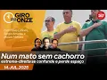 Download Lagu Giro das Onze | Num mato sem cachorro: extrema-direita se confunde e perde espaço
