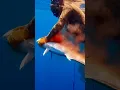 Download Lagu Chasing pelagic in Mexico. #spearfishing #diving #pelagic #wahoo #amberjack
