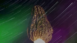I see Morels when I close my Eyes at Night!