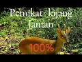 Download Lagu suara kijang betina memangil kijang jantan asli. ~ Deer sound