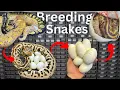 How To Breed Ball Pythons Successfully
