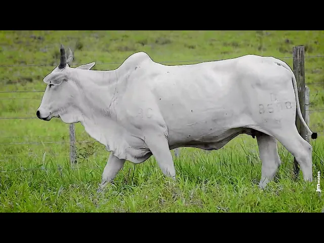 Matriz Nelore AIA - B8598