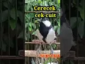 Download Lagu gelatik Batu gacor