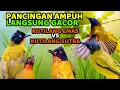 Lagu Pancingan Terbaru, Kutilang Emas VS Kutilang Sutra Gacor