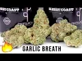 GARLIC BREATH STRAIN REVIEW