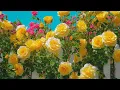 Download Lagu All Your Worries Will Disappear If You Listen To This Music🌿 Relaxing Music Calms The Nerves