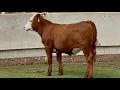 J J Cattle Co Open Replacement Heifer Online Auction