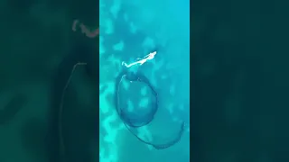 So cool to see them still fishing like this 🇸🇨 #sailingfamily #fisherman #seychelles