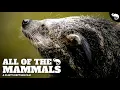 The Most Complete Guide To Mammals Ever Made Part
