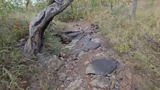 LEVANTEI MUITO SEDO PRA VER AS SERIEMAS NUMA FLORESTA DE SERRADO