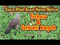 Download Lagu Suara Ayam Hutan Betina Terbaru dan Terbukti Ampuh