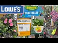 LOWE S BEST NEW VEGETABLE PLANTS ARRIVALS FOR SPRING HOW TO MAKE YOUR GARDEN BEAUTIFUL