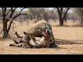 Lagu Komodo Dragon vs. Hayena Cub...When Komodo Dragon Attack Hayena Cub Moment | Wildlife 2025