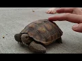 Wild Desert Tortoise Roaming our Neighborhood Las Vegas NV