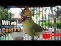 Download Lagu PLECI NEMBAK WIT WIT CERRR...