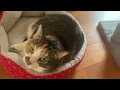 Feandrea Cat Tower Review - The Purrfect Playground