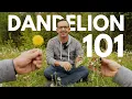 EVERYTHING TO KNOW ABOUT DANDELIONS 🌼 Dandelion 101 with Frankie Flowers