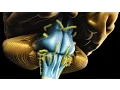 Neuroanatomy - The Brainstem