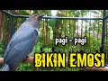 Download Lagu srigunting abu abu gacor AMPUH buat PANCINGAN srigunting abu biar bunyi | burung srigunting gacor 