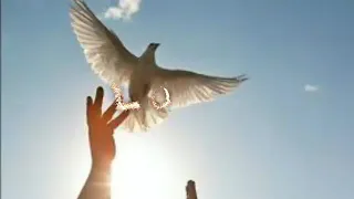 اجمل اغنيه ممكن تسمعه رفرف يا طير الغروبي دندنها