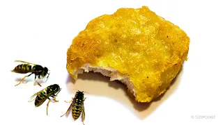 Wasps vs Chicken Nugget Timelapse