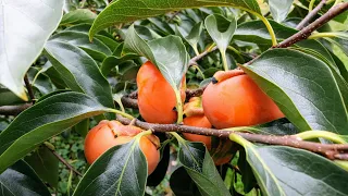 Download Why you Should Grow a Persimmon Tree \u0026 Which one to Choose MP3