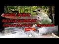 Lagu suara burung kancilan. bakau sangat bagus buat masteran di tambah suara air jos