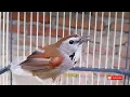 Download Lagu PANCINGAN BUNYI BURUNG TEPUS PIPI PERAK