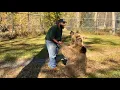 Download Lagu Bear Reunites With DAD After 3 Years – Watch Closely What Happens Next