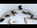 Download Lagu Vang en observeer wezens stroomopwaarts van Japanse rivieren. Krabben, kikkers, garnalen.