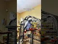 Lagu Our African Grey, Gizmo, tells our conure to Squawk Off! 😅#AfricanGrey #TalkingParrot #funnyparrot