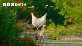 A Journey Through Japan 4K U BBC Earth