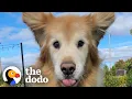 Download Lagu Senior Golden Cannot Contain His Excitement For Life | The Dodo