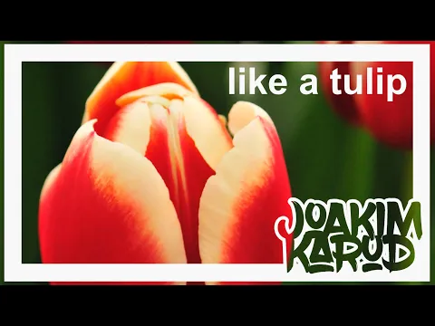 Download MP3 Like a tulip by Joakim Karud