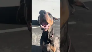 #fyp #doberman #pets #life