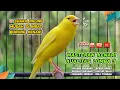 Download Lagu Kenari GACOR NGEREK‼️ Masteran Kenari PAUD dan Pancingan Kenari MACET BUNYI dan Betina NGIWIR - 56