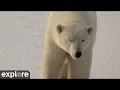 LIVE Arctic Tundra Cape South - Wapusk National Park explore org
