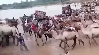 الفنان ابراهيم ادريس الرزيقي عيال جنيد عرب الخلا غرب السودان 