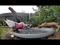 Australian Bird Bath Cam | 17/3/26 | bathing doves  lorikeets | galah | singing magpie | peewees
