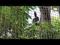 Download Lagu SUARA RANGKONG BADAK MEMANGGIL PASANGAN (Rhinoceros Hornbill)