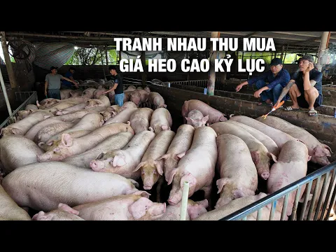 Cạn nguồn cung. Giá heo hơi tăng thẳng đứng | NNHN