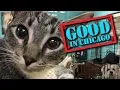 Good In Chicago Irving Park