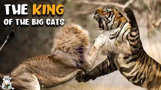 Download How Strong is a Tiger Compared to Other Big Cats MP3